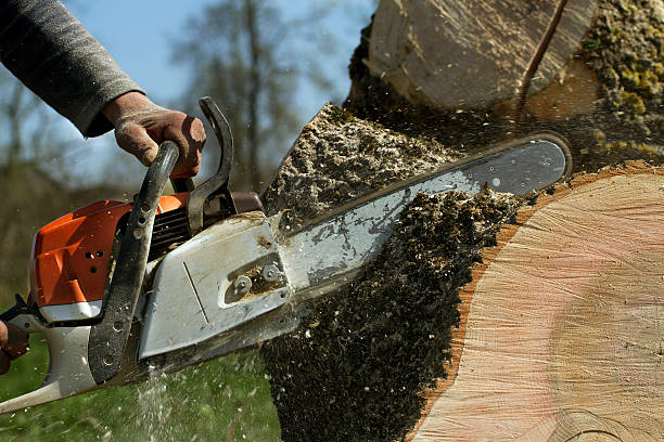 Best Tree Removal Near Me  in Hudson, MI